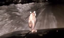 İşte o anlar! Kurt dakikalarca yoldan ayrılmadı