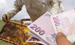 Kastamonu arıcılarına 10 milyon TL’yi aşan ödeme