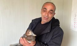 Şantiyede yaralı halde buldu, evladı gibi baktı