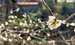 Kastamonu'da yalancı bahar ağaçlara çiçek açtırdı