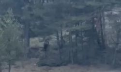 Kastamonu’da kış uykusundan uyanan ayı kameraya yakalandı