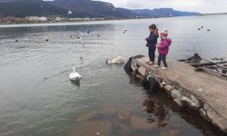 Cide'de çocuklar kuğuları elleriyle besledi