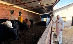 Kastamonulu yetiştiricilere 30 gebe düve desteği sağlandı