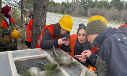 Kastamonu ormanlarında zararlılara karşı mücadele sürüyor