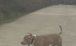 Cide’de Pitbull korkusu!