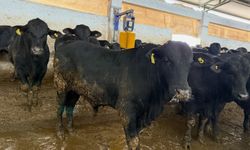 İthal besi sığırları denetimden geçti