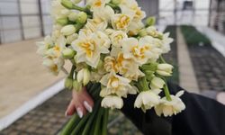 Kastamonu’da baharın habercisi çiçekler satışta