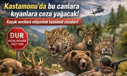 Kastamonu'da bu canlara kıyanlara ceza yağacak!
