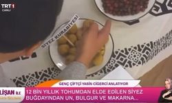 Kastamonu’nun siyez buğdayı, TRT ekranlarında tanıtıldı