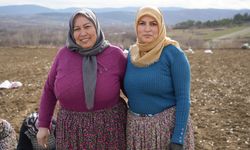 İstanbul’u bıraktı, Kastamonu’da beyaz altın için ter döküyor