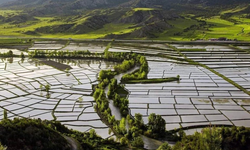 Tosya pirincine 'zehir' tehdidi!