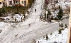 Kastamonu’da korku dolu sabah: Canını zor kurtardı!