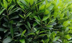 Akdeniz defnesinin Batı Karadeniz popülasyonları incelenecek