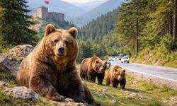 Bugün Kastamonu’nun simgesi ayıların günü!