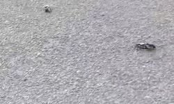 Kastamonu'da gizemli olay: Onlarcası ölü bulundu