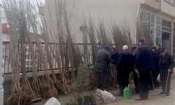 Kastamonu'da fidan satışlarında patlama