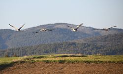 Gökyüzünün sadık yolcu ailesi Kastamonu’da kayda geçti