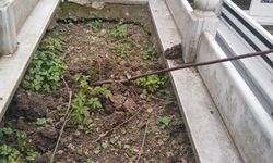 Cide’de mezardan gül hırsızlığı