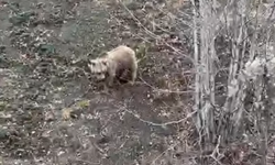 Kastamonu'da ayılar kış uykusundan uyanmaya başladı