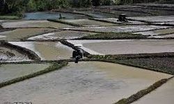 Kastamonu’da çeltik tesislerine dev hibe!