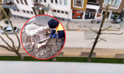 Kastamonu çınarları için yeni dönem