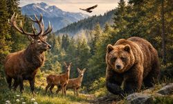 Kastamonu’da doğa yönetiminde kritik atama!