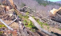 “Ağaç kesimi” iddiasına ilişkin yeni bilgiler!