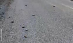 Kastamonu’da ürküten görüntü… Çok sayıda kuş ölü bulundu