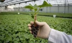 Kastamonu’ya yüzde 50 hibeli hıyar fidesi desteği