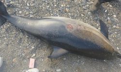 Ölü yunus karaya vurdu