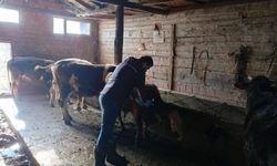 Kastamonu'da şap aşısı uygulamaları sürüyor