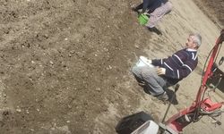 Taşköprü sarımsağı Tosya tarlalarında