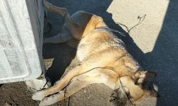 Kastamonu'ya yakışmayan utanç verici görüntü!