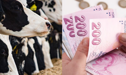 2025’te Kastamonu’ya 209 milyon TL hayvancılık dopingi