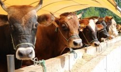 Hayvancılıkta yeni merkez Kastamonu: 784 milyonluk dev yatırım