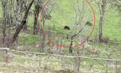 3 boz ayı tarlaya indi