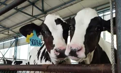 Hayvancılıkta yeni dönem: Nakit ödeme devri bitiyor!