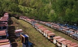 Ayılar Cide’de arı kovanlarını parça parça etti