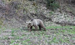 Ayılar Kastamonu’da baharı karşıladı