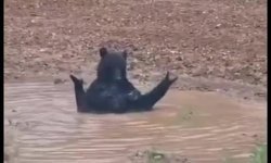 Kastamonu ayısının banyo keyfi kameraya yansıdı