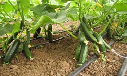 Cide’de çiftçilere %50 hibeli salatalık fidesi desteği