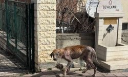 Kastamonu’da uyuz alarmı verildi