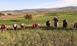 Dünyaca ünlü sarımsak için tarlalarda emek yarışı!