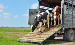 Hayvan refahı için eğitim seferberliği