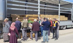 İnebolu’da üreticiye 147 bin adet fide dağıtıldı