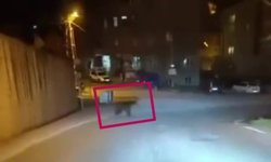 Kastamonu'da cadde turu atan ayı objektife yakalandı