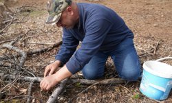 Kastamonu'da kuzugöbeği bolluğu yaşanıyor