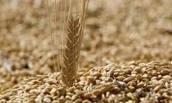 Kastamonu TMO’dan çiftçiye arpa satışı duyurusu