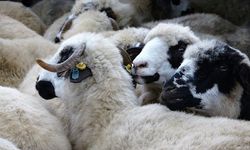 Kastamonu'da küçükbaş hayvancılık desteği başvuruları başladı