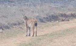 Kastamonu’da “ormanın hayaleti” Vaşak görüntülendi